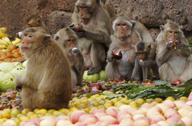 Một bữa đại tiệc cho khoảng 2.000 chú khỉ thường được tổ chức linh đình tại đền ở tỉnh Lopburi, cách bắc Bangkok (Thái Lan) khoảng 150 km.